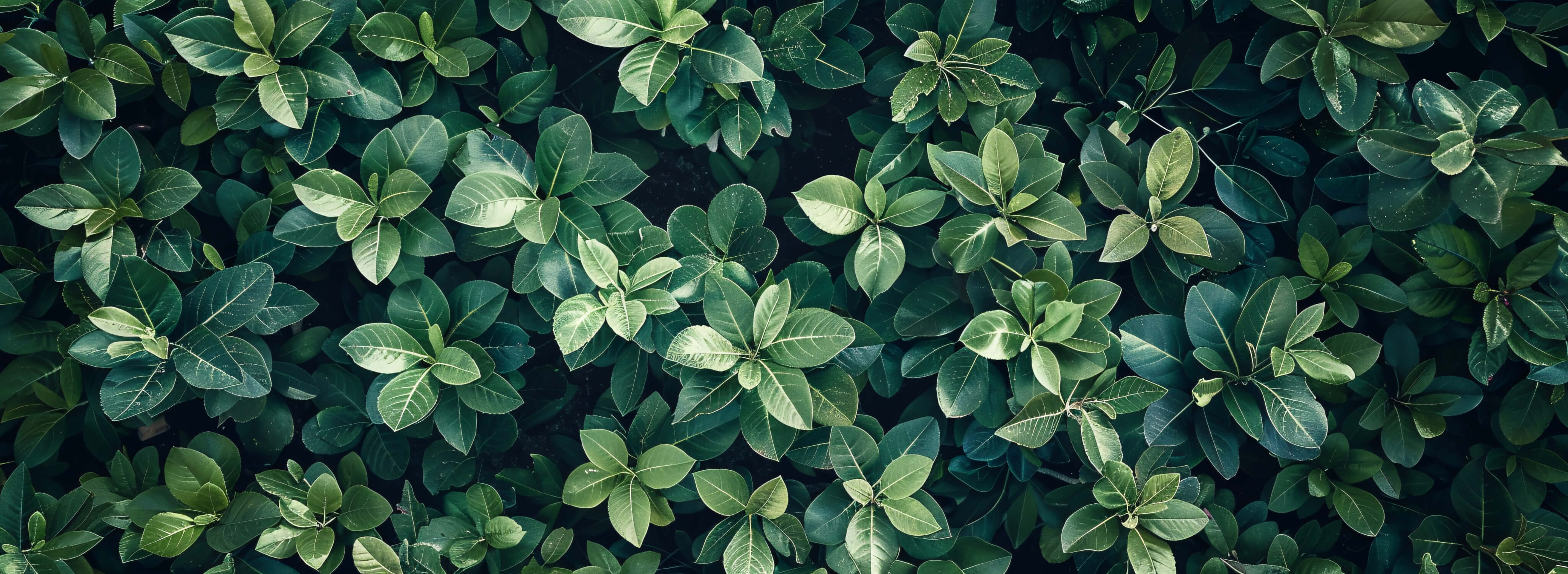 Papier Peint Plantes Vertes