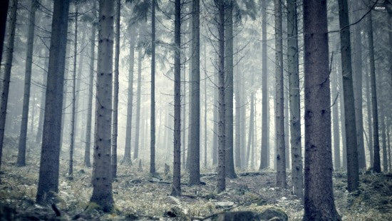 Benutzerdefinierte Fototapete Moderne Waldwälder Fotografie Hintergrund Wohnzimmer Sofa Schlafzimmer TV Wandmalerei Kunstwandtapete