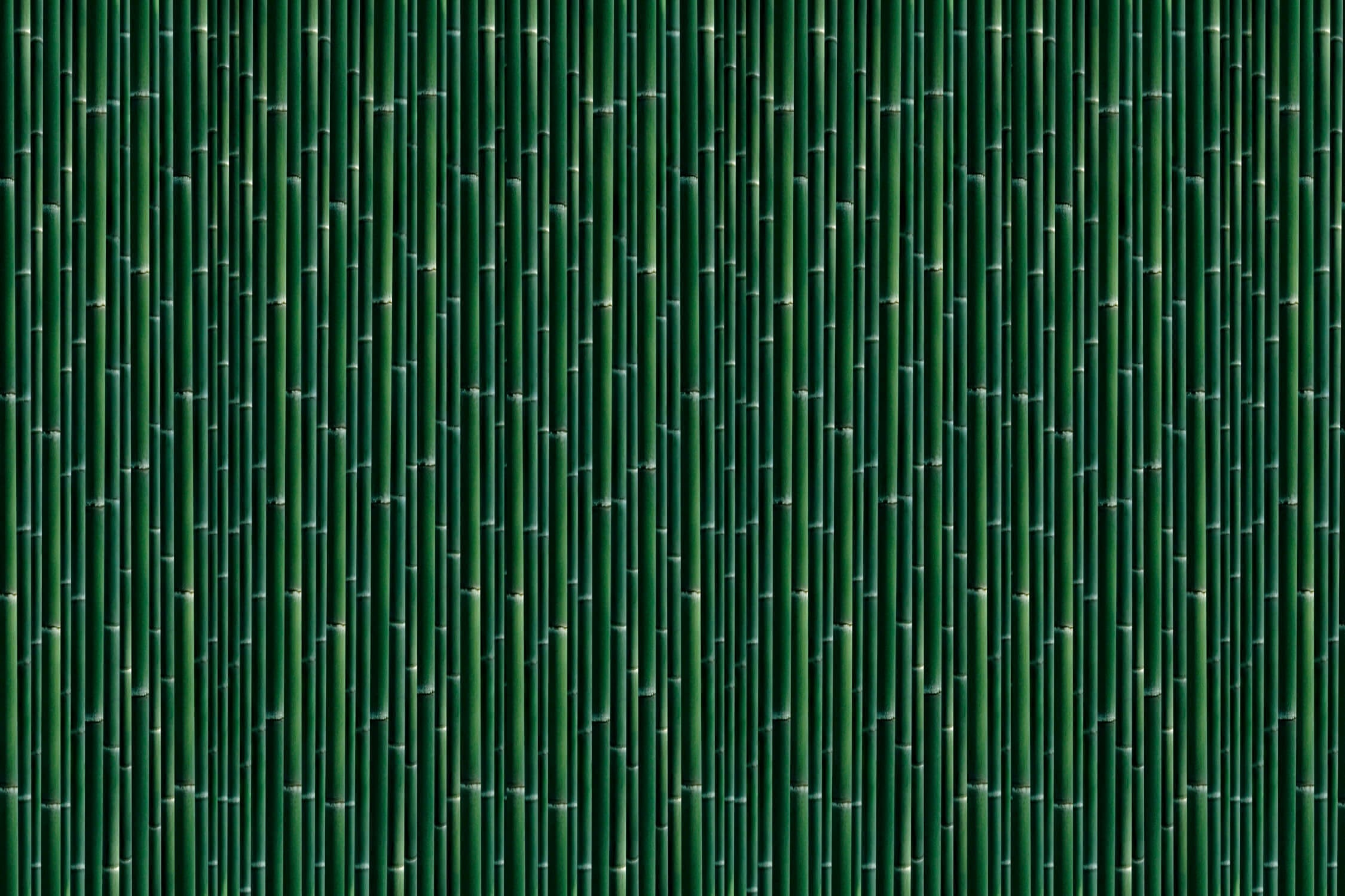 Papier Peint Imitation Bambou Vert Foncé