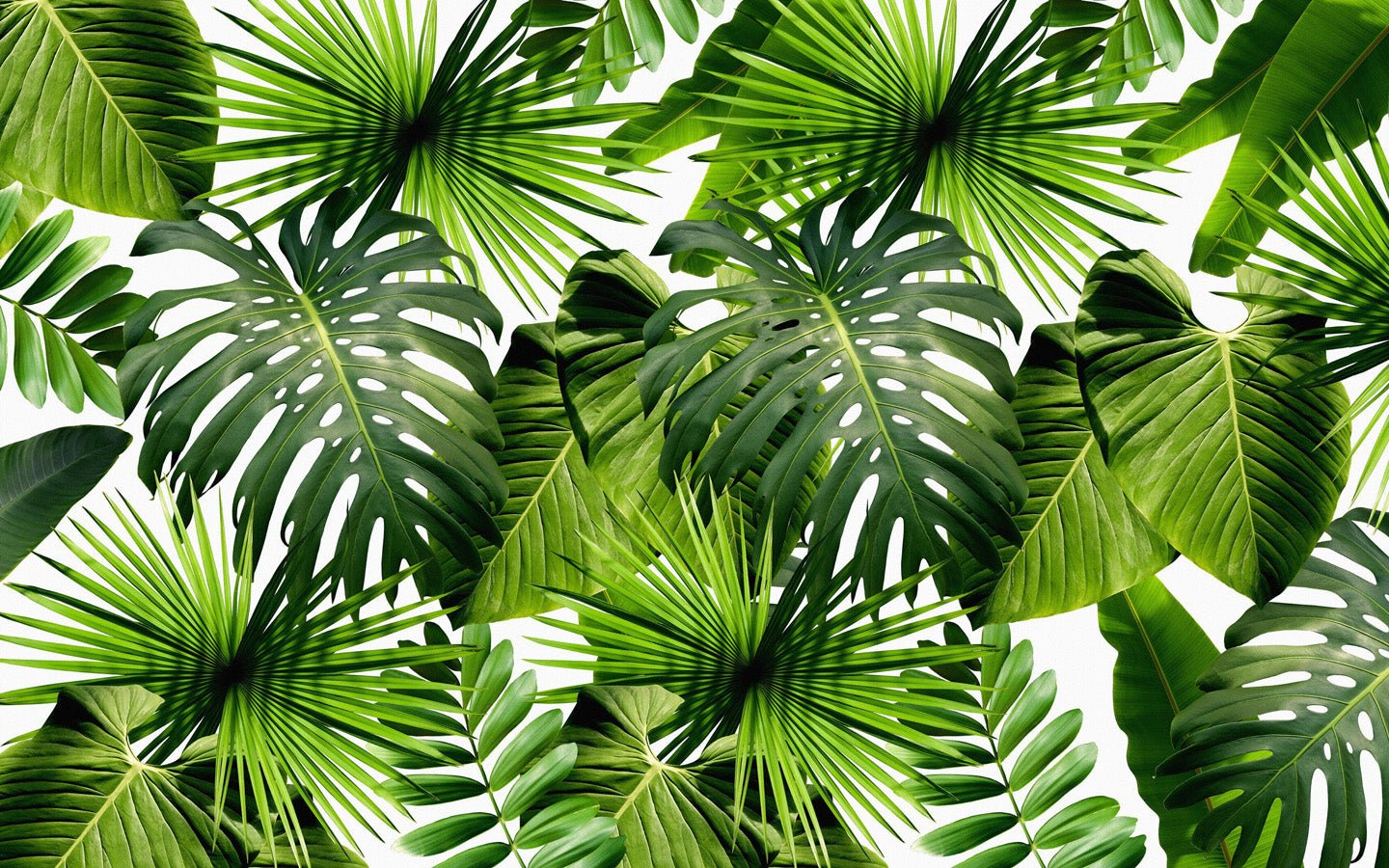 Papier Peint Feuillage Vert