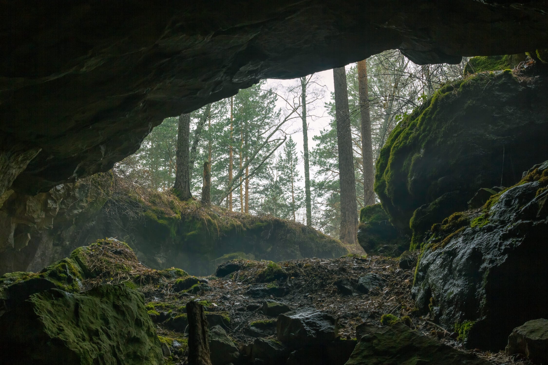 Papier Peint Trompe L Oeil Nature