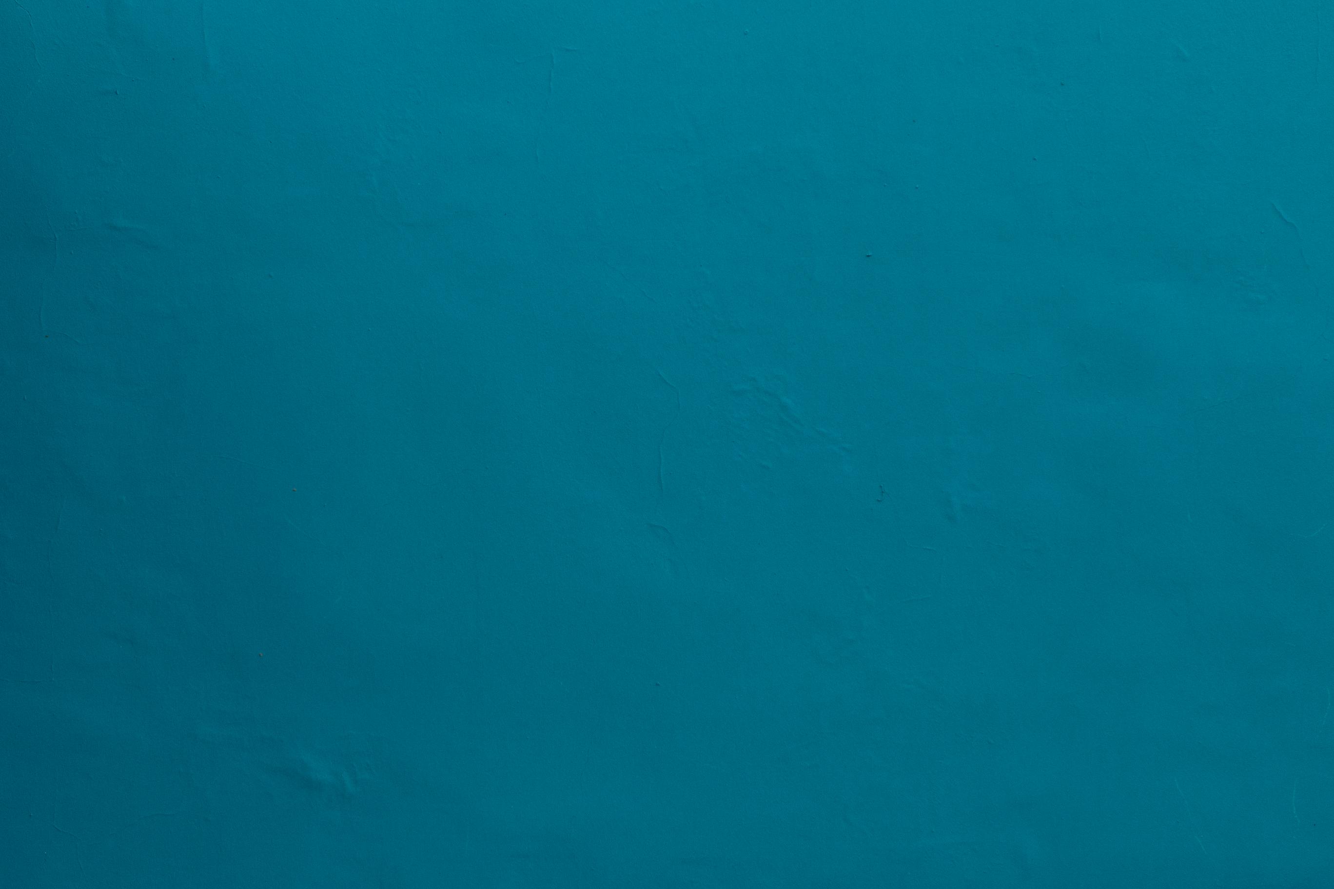 خلفيات البط البري عادي