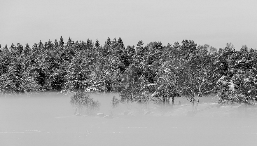 Papier Peint Panoramique Noir Et Blanc Foret