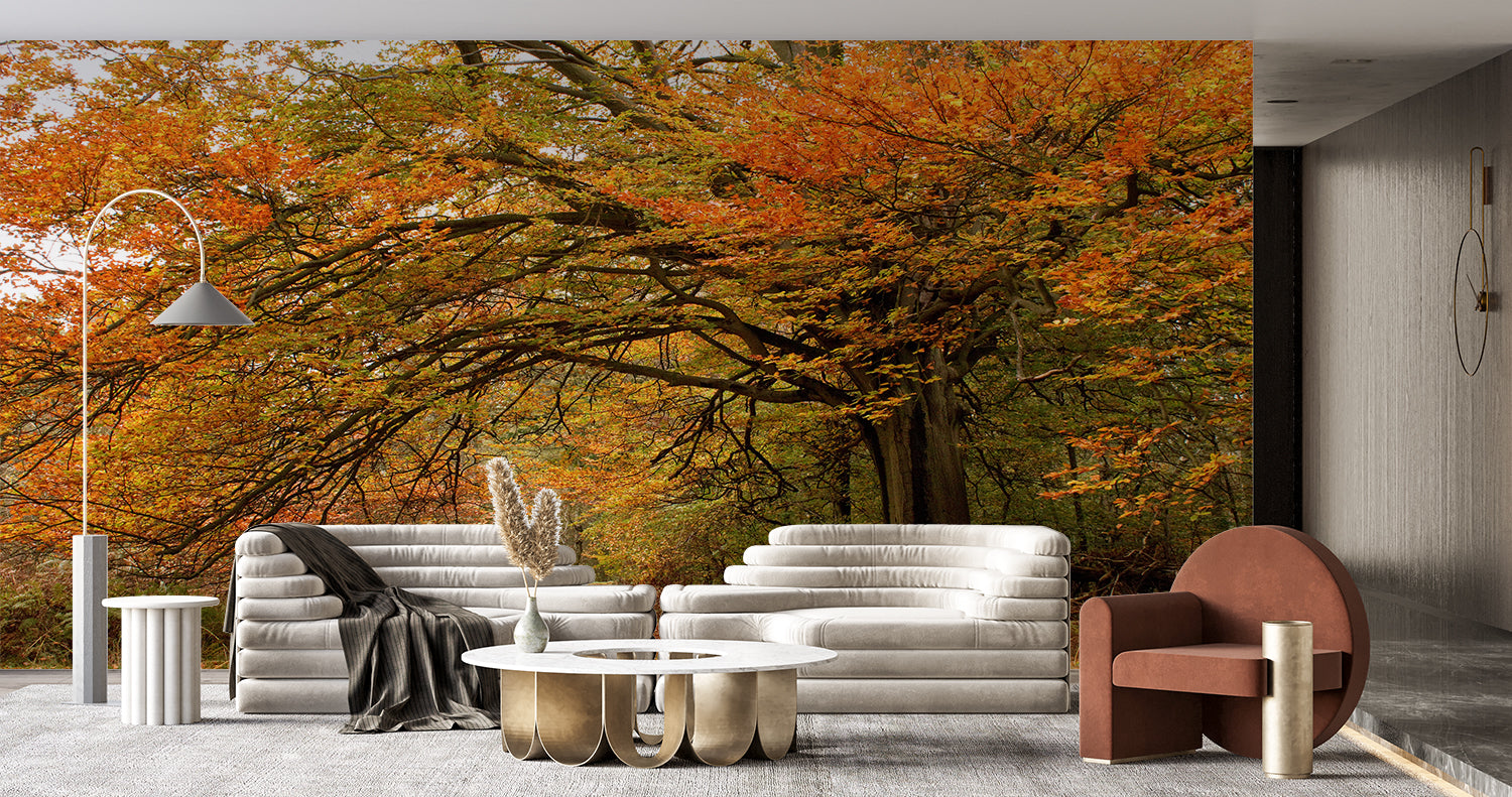Papier Peint Foret Automne